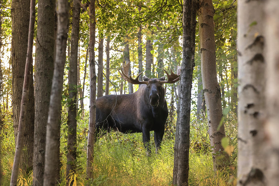 Bull Moose in Fall Forest Photograph by Scott Slone