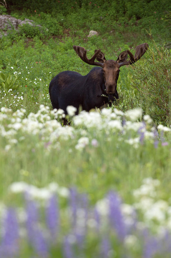 Bull Moose In Flowers Photograph by Ltphoto