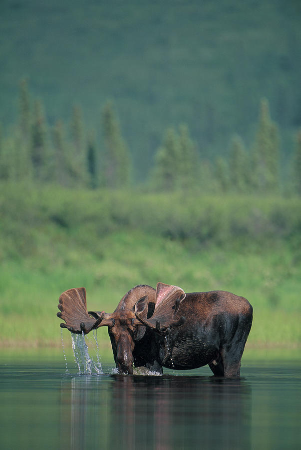 Bull Moose In Lake Photograph by Theo Allofs