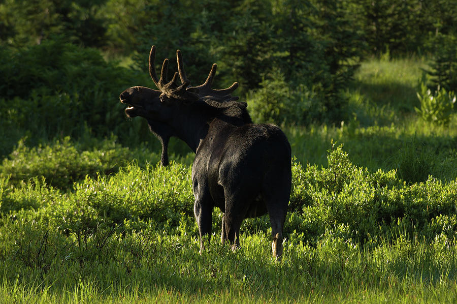 Bull Moose In Morning Light Photograph by Ltphoto