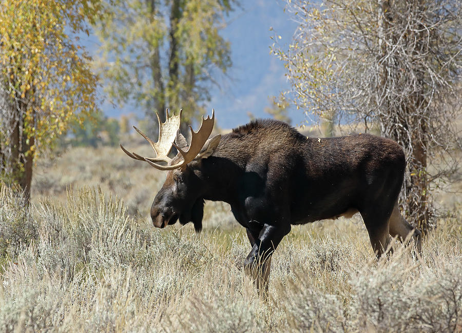 Bull Moose in Sage Photograph by Jean Clark