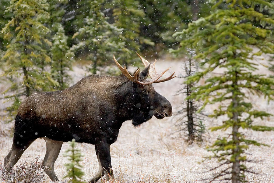 Bull Moose In Snow Fall Photograph by Tulissidesign