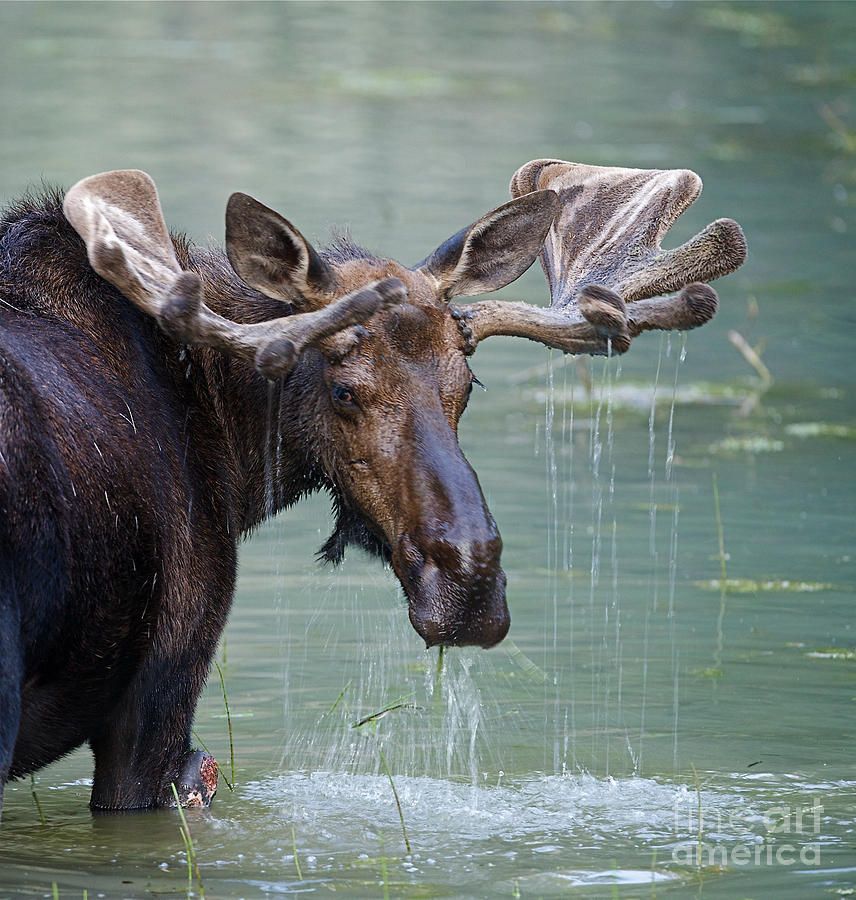 Deer Photograph - Bull Moose In Water Wetland Pond Lake by Tom Reichner