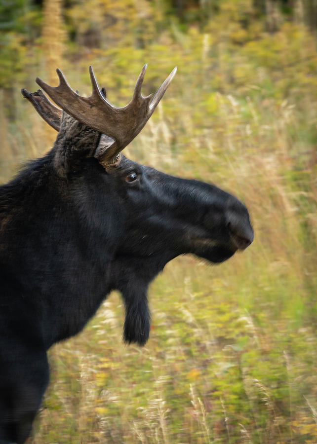 Bull Moose Photograph by Laura Hedien