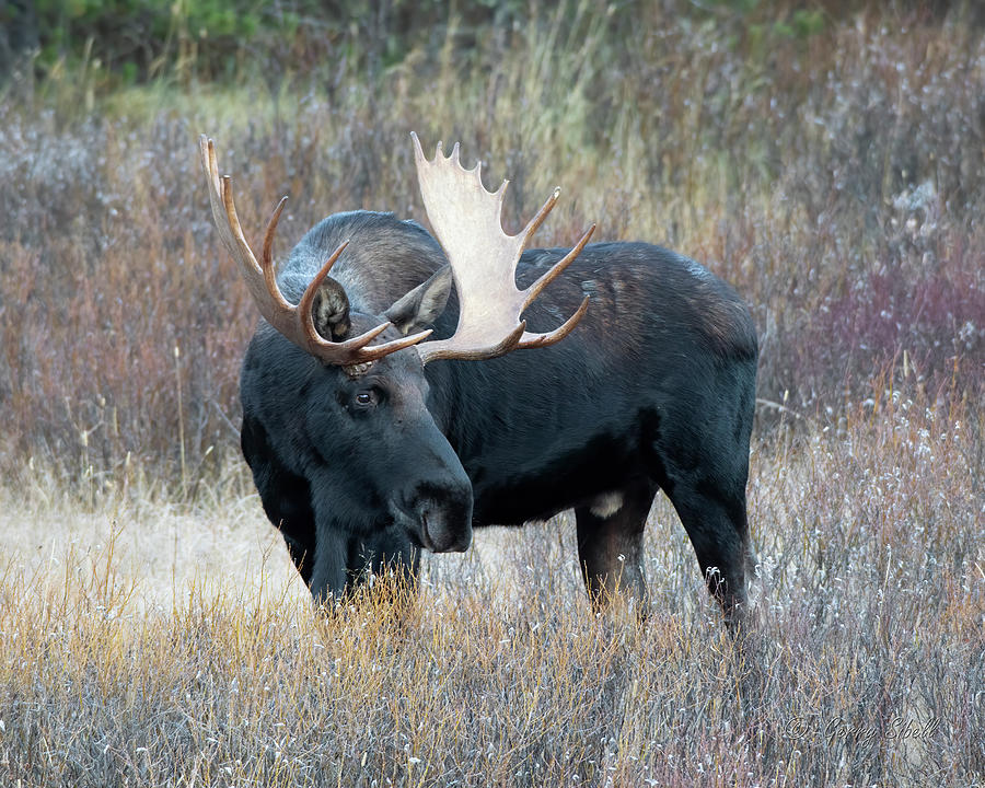 Bull Moose Looking Back Photograph by Gerry Sibell