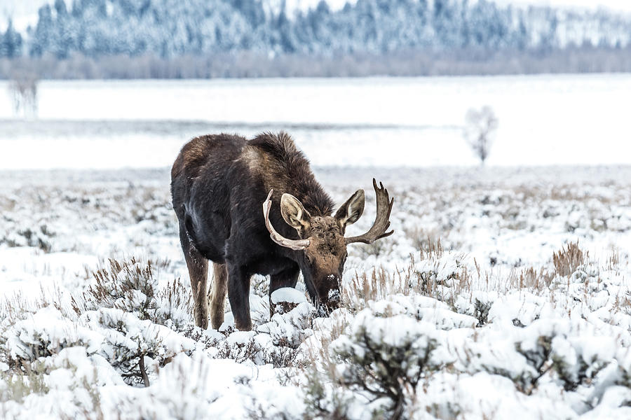 Bull Moose On Christmas Photograph by Yeates Photography