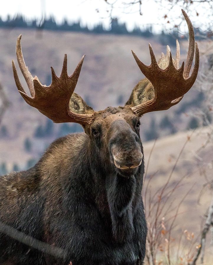 Bull Moose Portrait Photograph By Randy Straka - Fine Art America