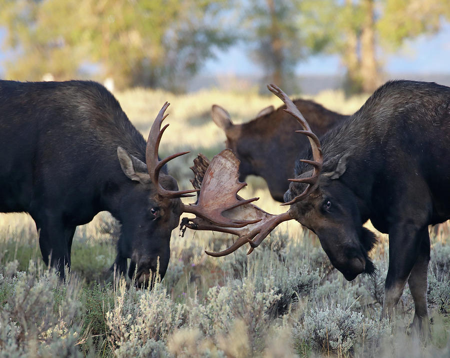 Bull Moose Sparring Photograph by Jean Clark