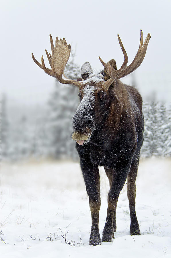 Bull Moose Standing In Snowstorm Photograph by Mark Newman