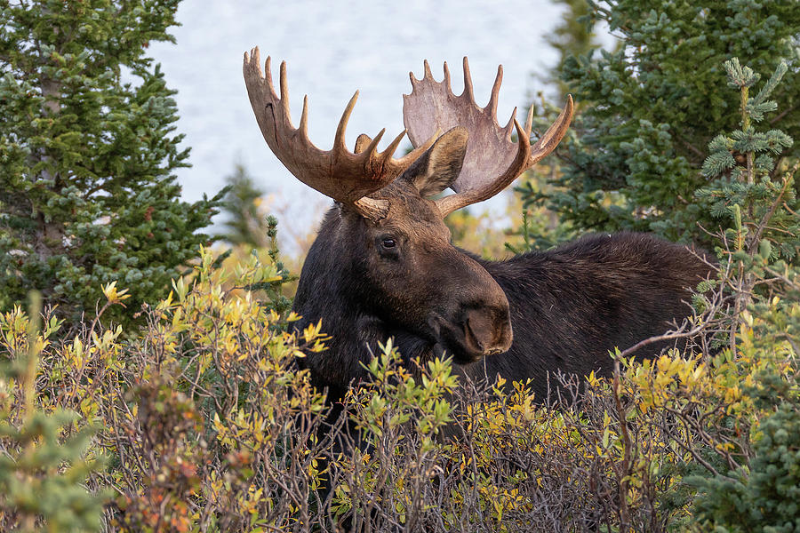 Bull Moose Stands Above the Foliage Photograph by Tony Hake