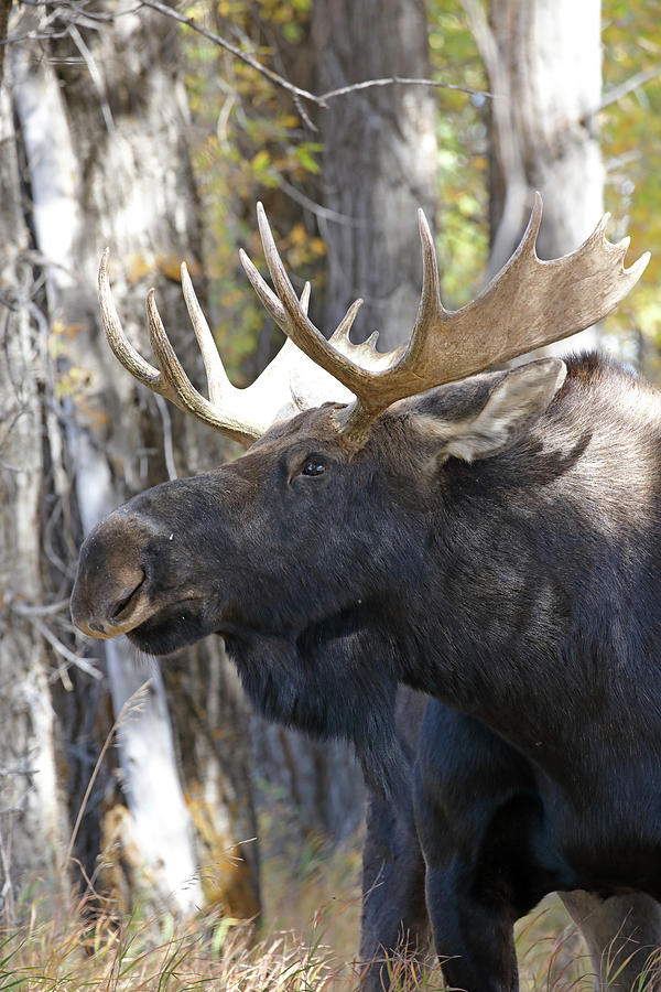 Bull Moose Study Photograph by Jean Clark