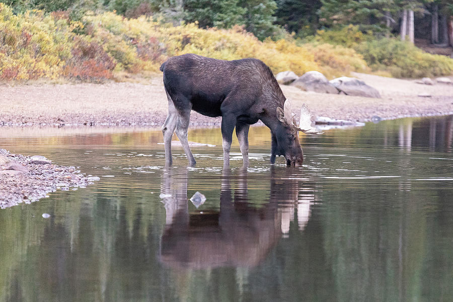 Bull Moose Takes a Drink of Cool Mountain Water Photograph by Tony Hake