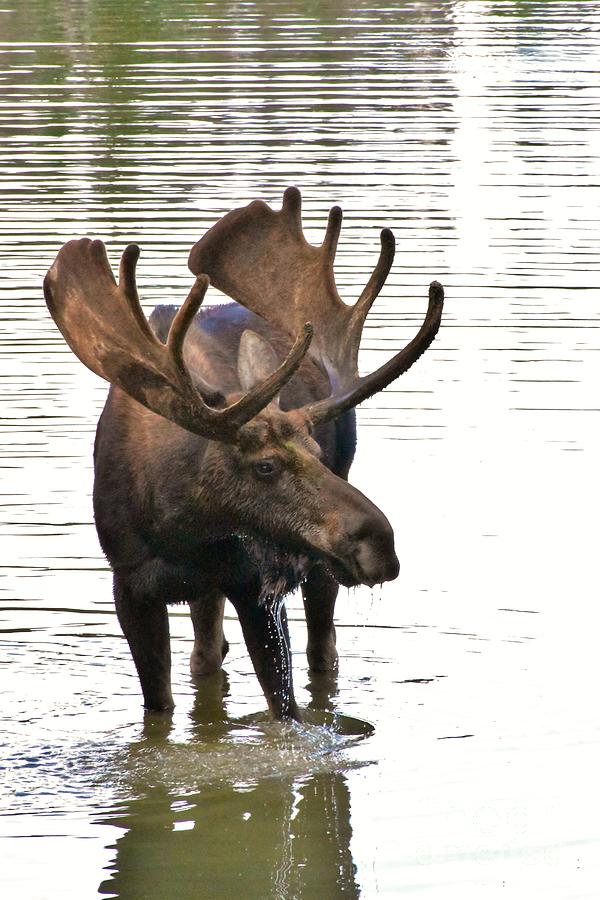 Bull Moose Photograph by Tonya Hance - Fine Art America