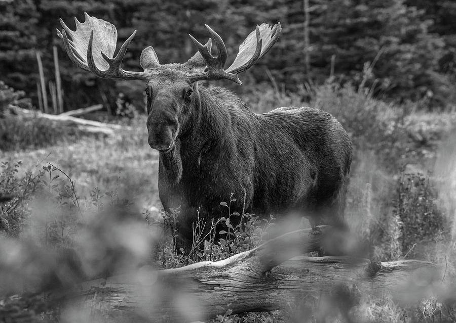Bull Moose Watching Photograph by Tim Fitzharris