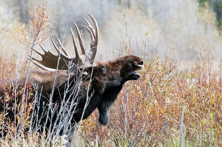 Bull Moose Photograph by William Mullins