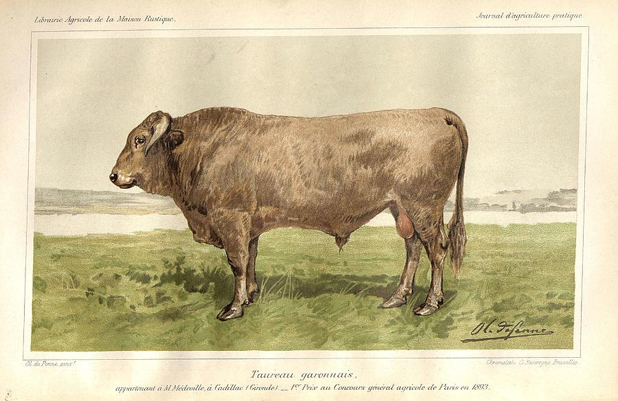 Bull of Garonne 1893 Painting by Celestial Images