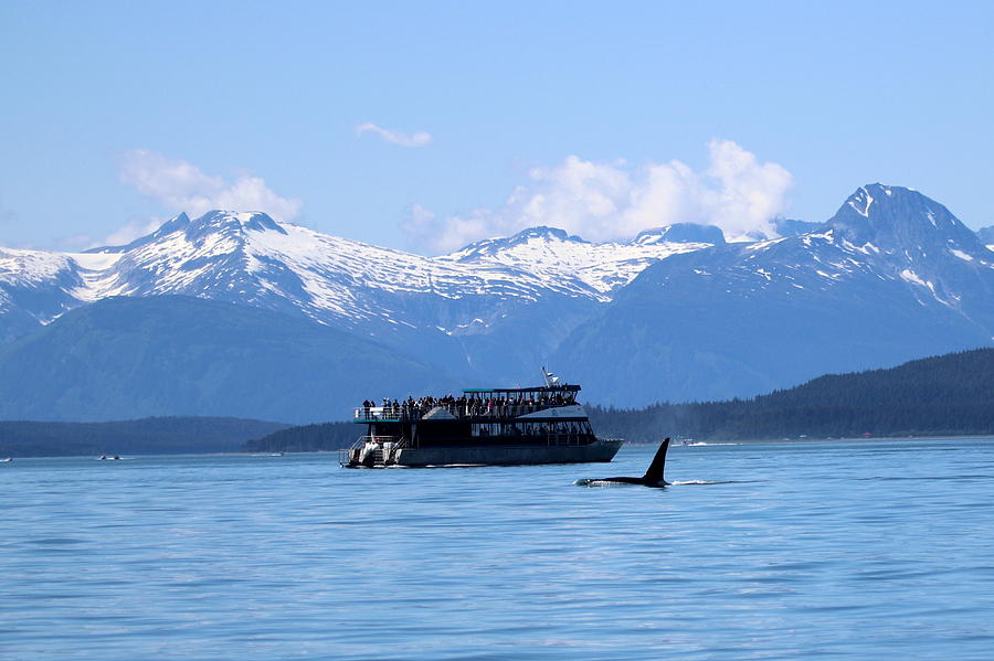 Bull Orca Photograph By Sandy Fraser - Fine Art America