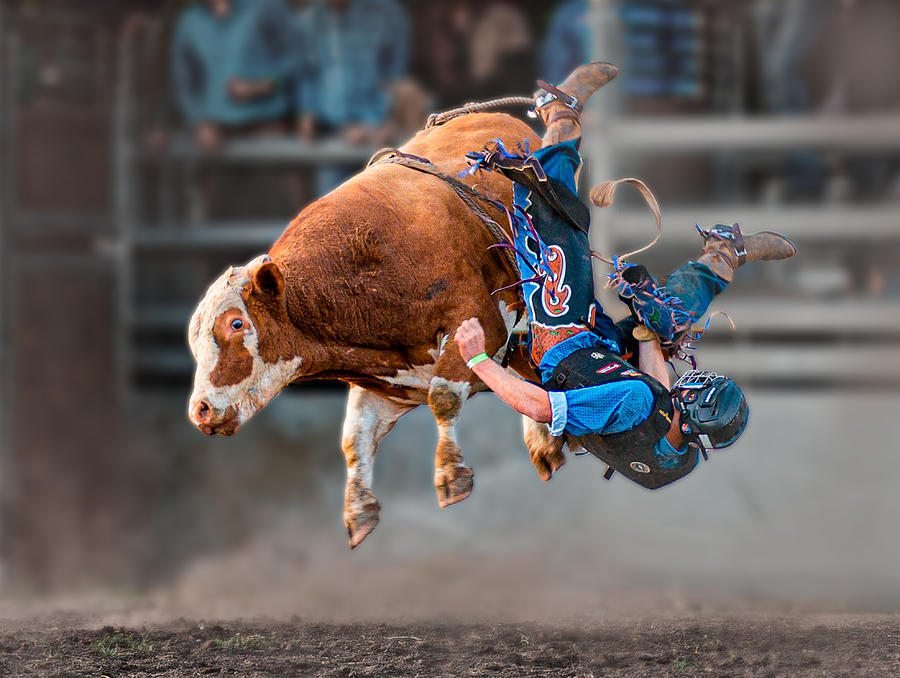 Action Photograph - Bull Riding by Frank Ma