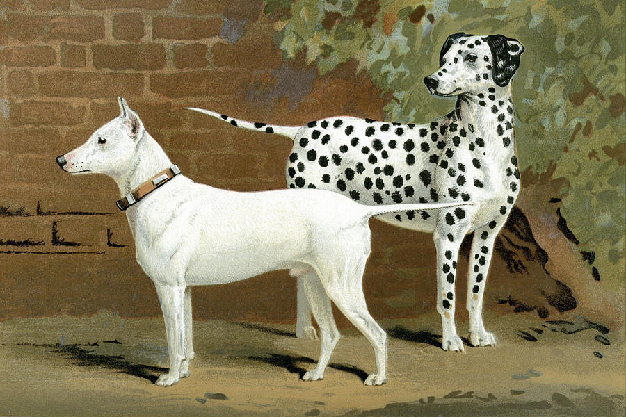 Dog Painting - Bull Terrier & Dalmation by Vero Shaw