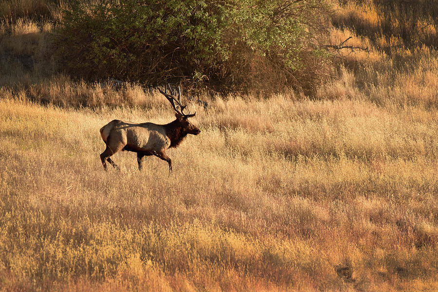 Bull Tule Elk  Photograph by Cindy McIntyre