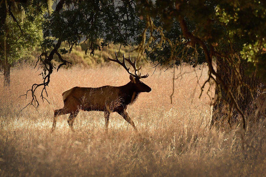 Bull Tule Elk Silhouette Photograph by Cindy McIntyre