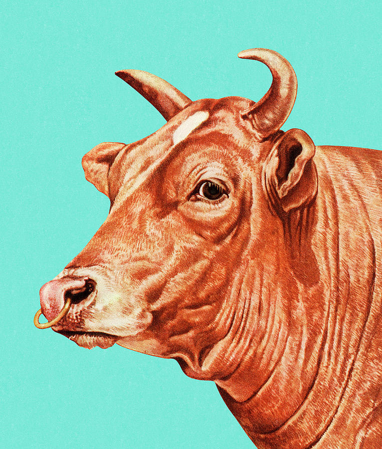 Vintage Drawing - Bull with Nose Ring by CSA Images