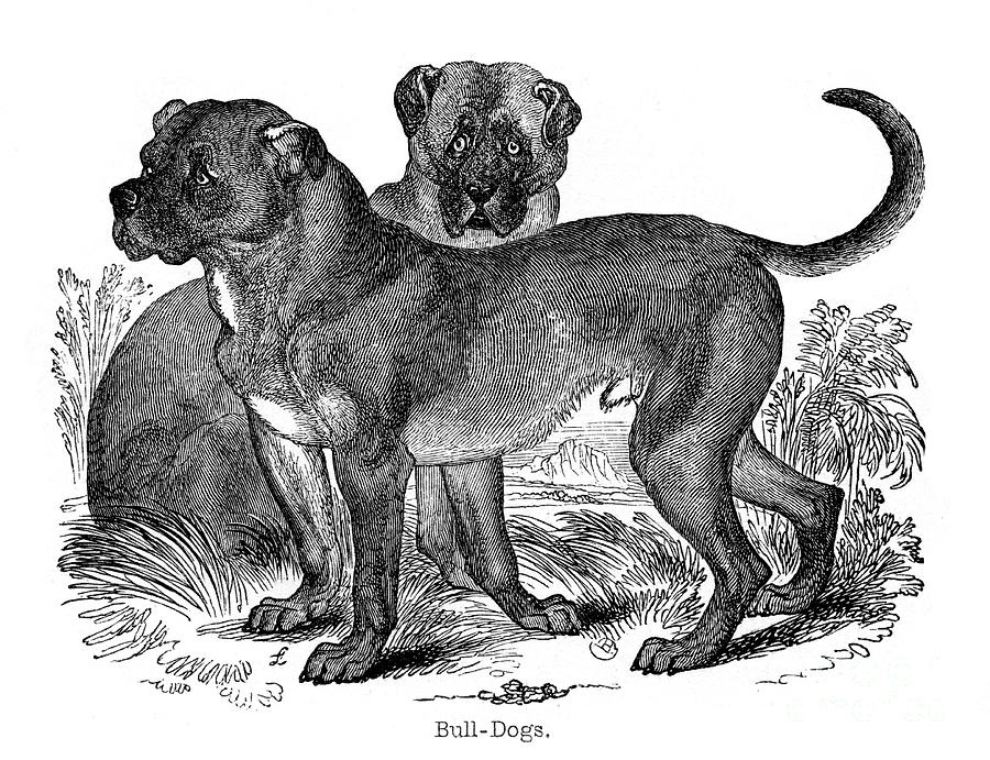 Bulldog, 1848 Drawing by Print Collector Bulldog, 1848 Drawing by Print Collector