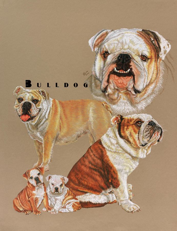 Dog Painting - Bulldog by Barbara Keith