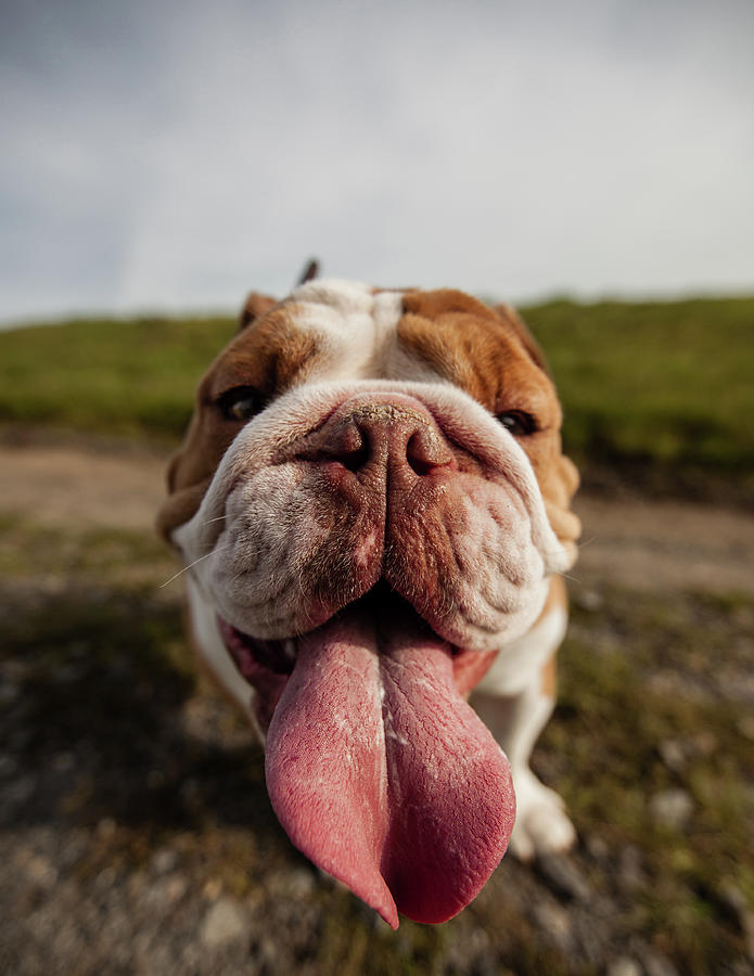 Bulldog by Brusselsimages