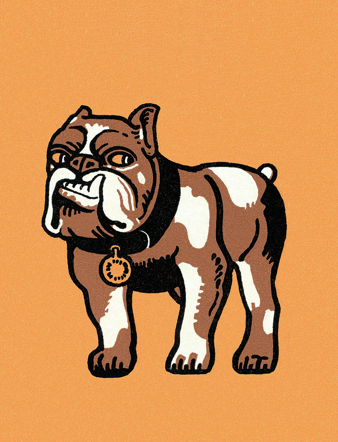 Vintage Drawing - Bulldog by CSA Images