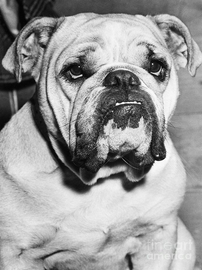 Bulldog Head And Shoulders Photograph by Bettmann