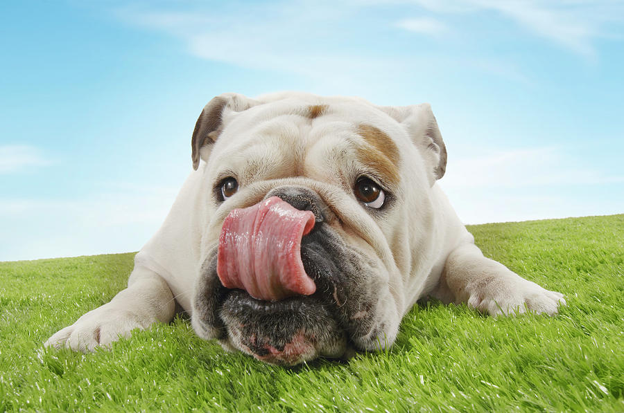 Animal Photograph - Bulldog Lying On Grass Licking Lips by Moodboard