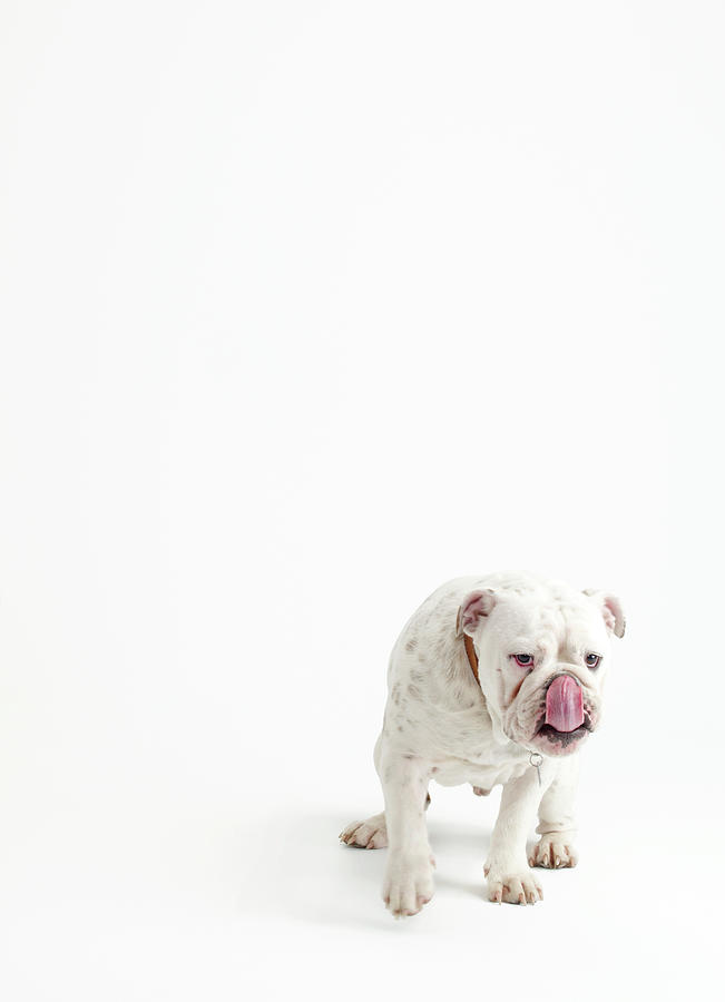 Bulldog On White Photograph by Max Oppenheim