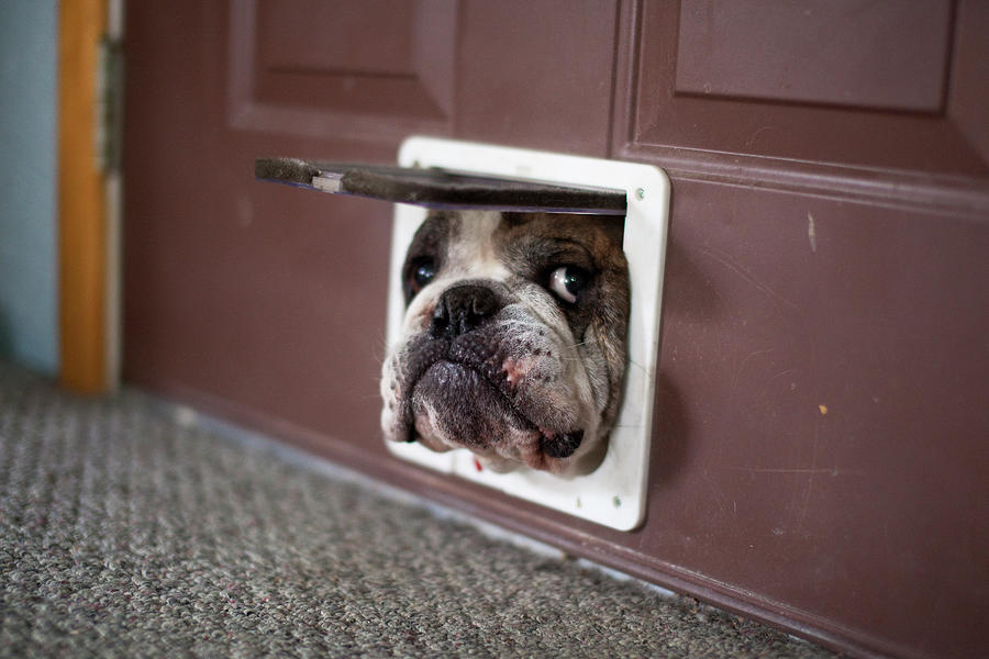 Bulldog Trying To Get Through A Cat Door Photograph by Alaska Photography