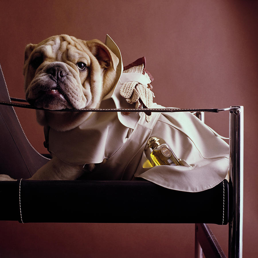 Bulldog With Caleche Perfume By Hermes Photograph by Fotiades Bulldog With Caleche Perfume By Hermes Photograph by Fotiades