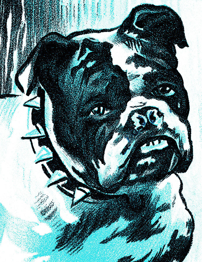 Vintage Drawing - Bulldog with spike collar by CSA Images
