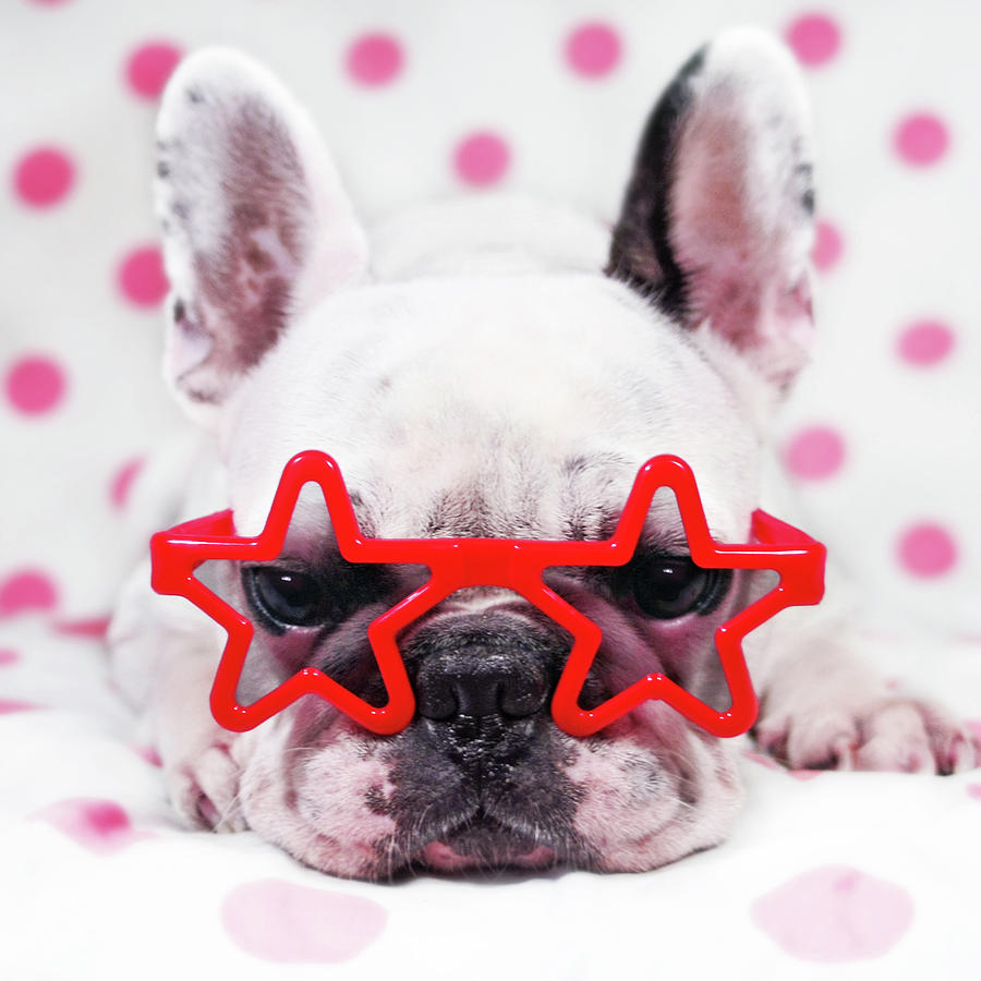 Bulldog With Star Glasses Photograph by Retales Botijero