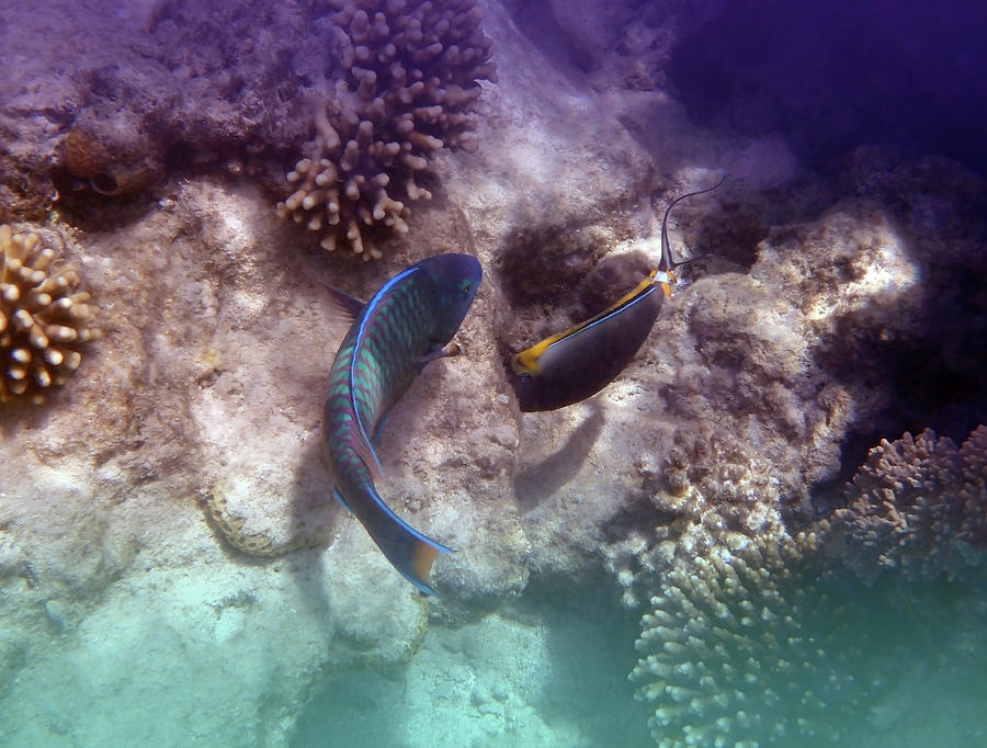 Bullethead Parrotfish And Orangespine Unicornfish Photograph by Johanna Hurmerinta