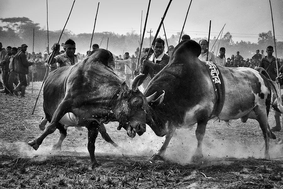 Bullfight. Photograph by Md Mahabub Hossain Khan