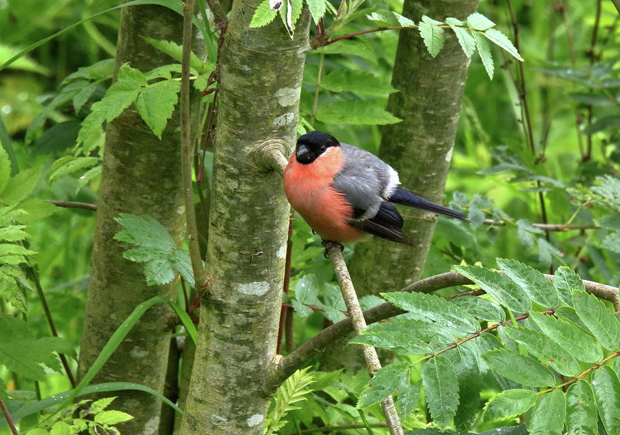 Bullfinch In The Woods Photograph