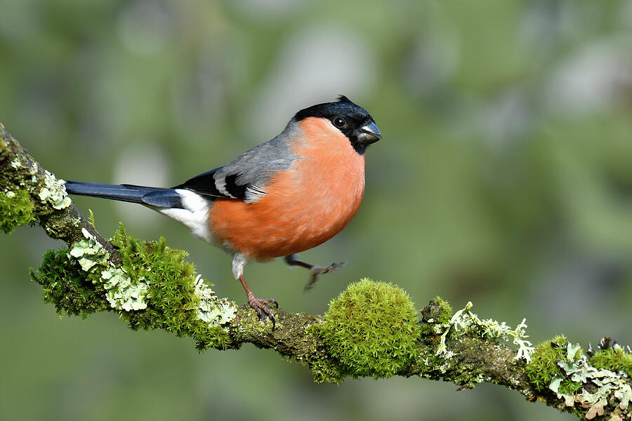 Wildlife Photograph - Bullfinch Male Walking Along Mossy Twig, Buckinghamshire by Andy Sands / Naturepl.com