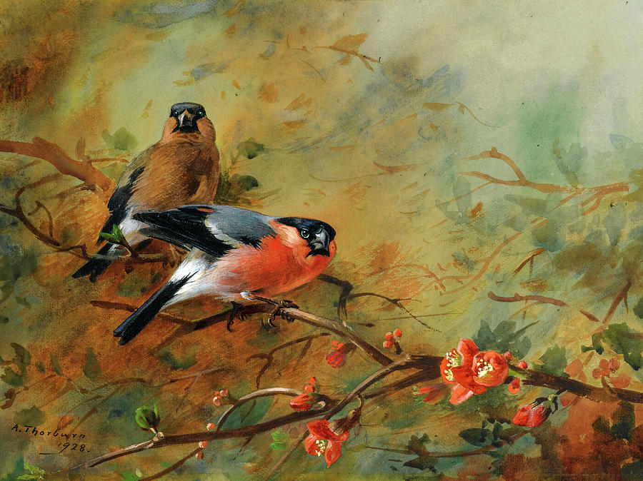 Archibald Thorburn Painting - Bullfinches And Pyrus Japonica, 1928 by Archibald Thorburn