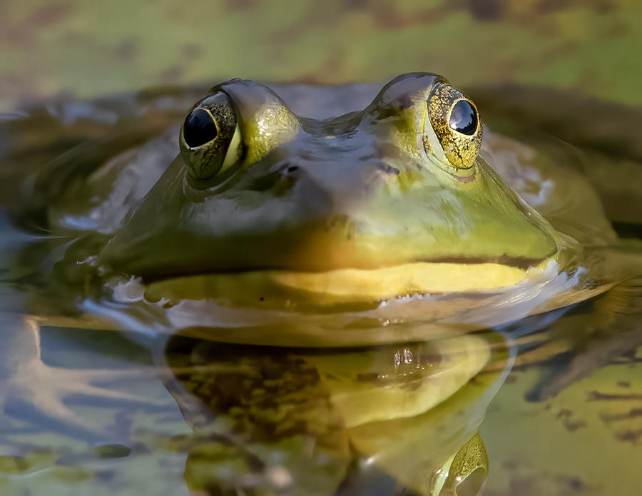 Bullfrog Photograph by Jon W Wallach