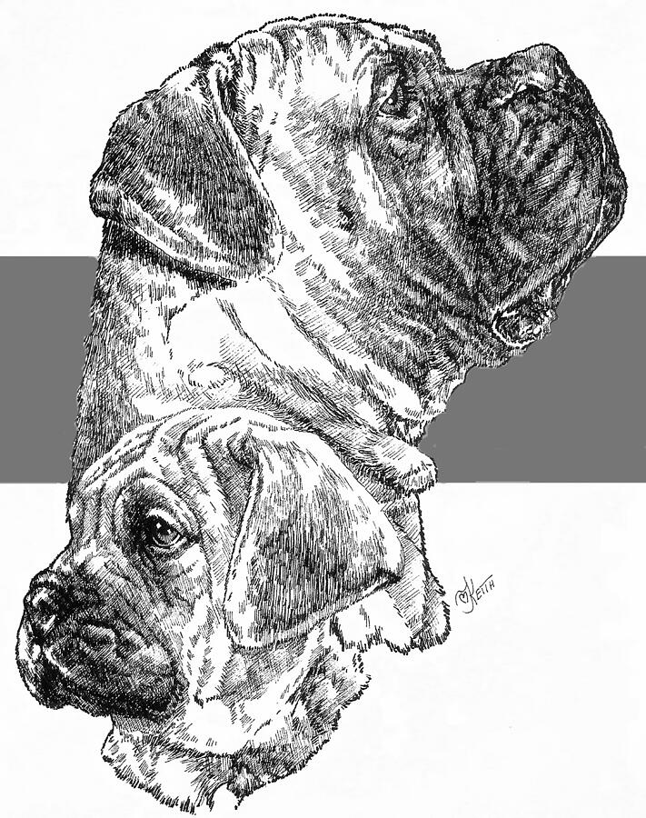 Bullmastiff and Pup Drawing by Barbara Keith