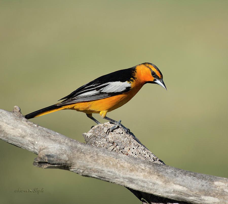 Bullock's Oriole Photograph by Karen Slagle | Fine Art America