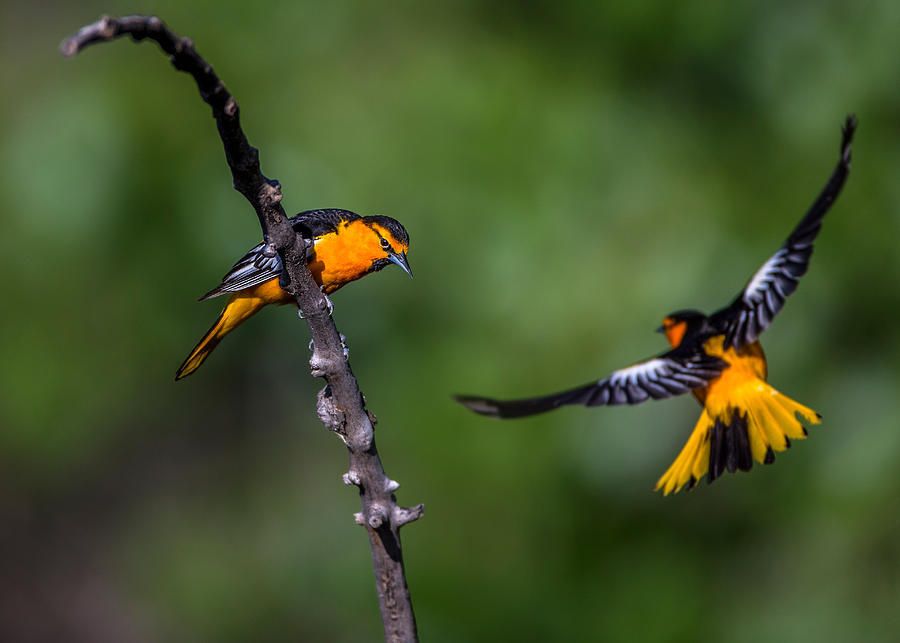 Bird Photograph - Bullock\s Orioles/ Males by Verdon