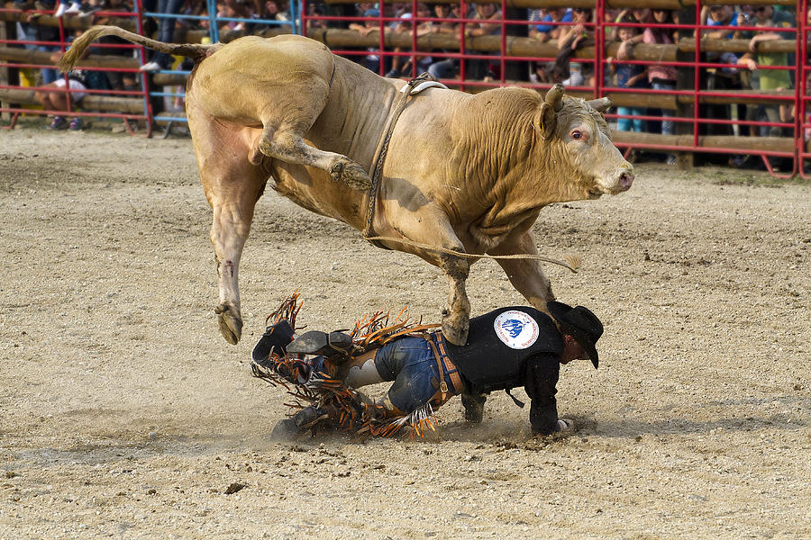Bull Photograph - Bullrider by Peter Majkut