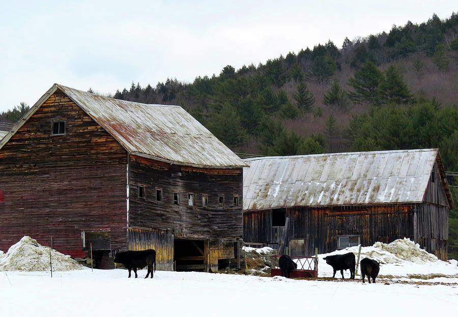 Bulls And Barns In Vermont Photograph By Linda Stern