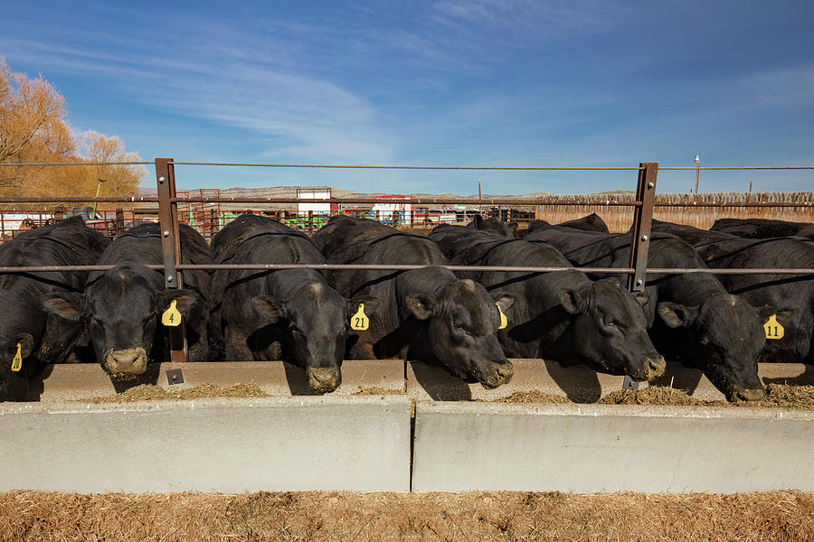 Bulls Feeding Photograph by Todd Klassy