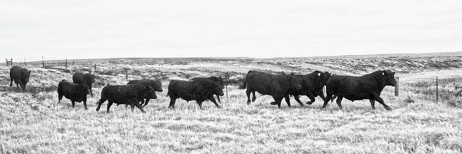Bulls on the Run Photograph by Amanda Smith